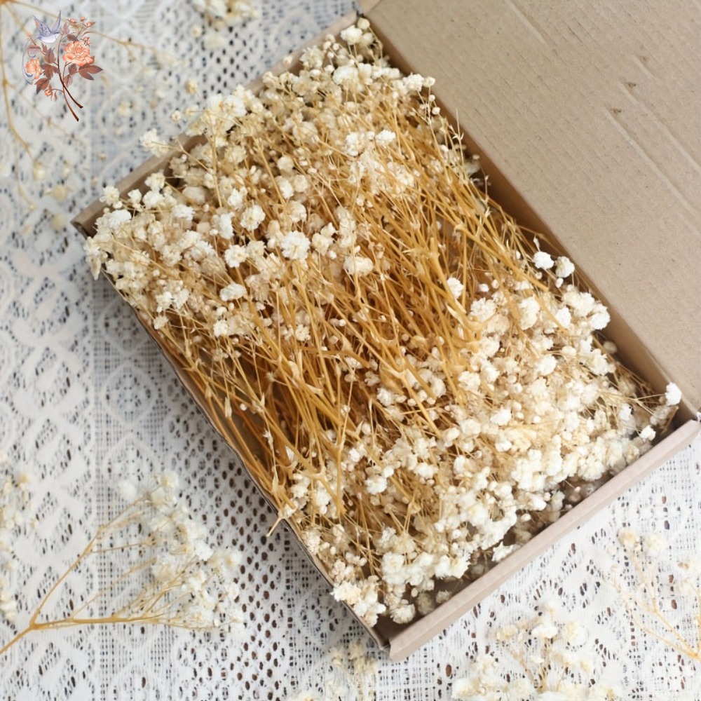 Dried Flower Bouquet - 100 mini-fleurs séchées de gypsophile pour