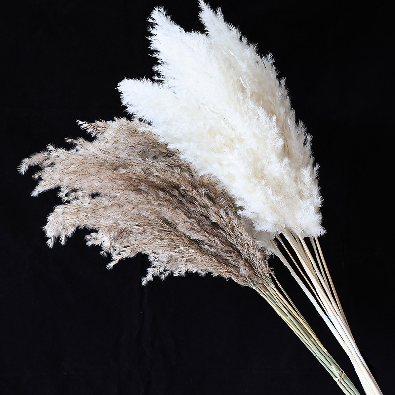 Lot de 10 roseaux naturels col - Dried Flower Bouquet avis et prix