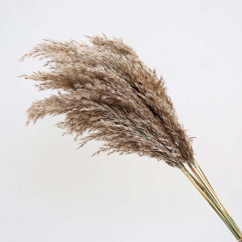 Lot de 10 roseaux naturels col - Dried Flower Bouquet avis et prix
