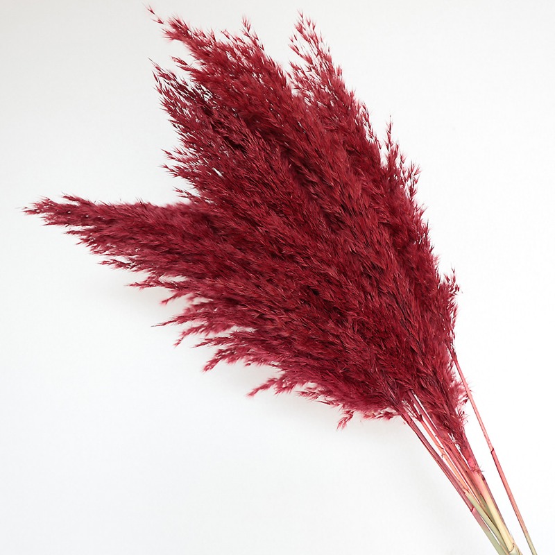 Lot de 10 roseaux naturels col - Dried Flower Bouquet avis et prix