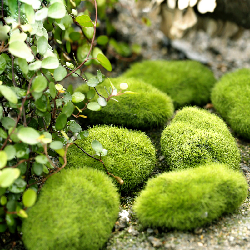 Plantes de mousse d'herbe arti - Home Decor Za avis et prix