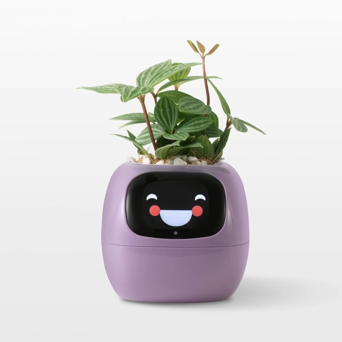 YY Wifi Ai Planter : Rappel d' - Home Decor Ai avis et prix