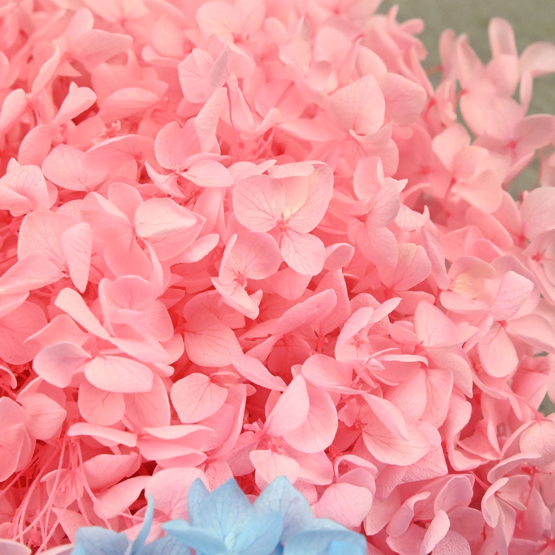 Pétales d'hortensia naturels s - Dried Flower Bouquet avis et prix